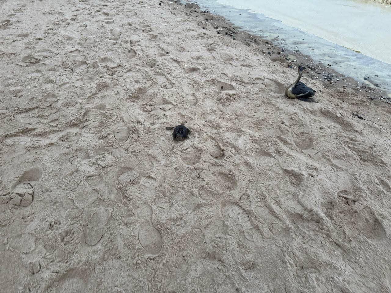 Забруднення узбережжя Чорного моря в Одесі.