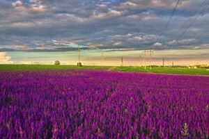 Сила геолокации: цветущее поле под Одессой истоптали ради фотосессий  фото