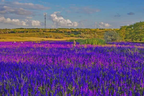 Сила геолокации: цветущее поле под Одессой истоптали ради фотосессий  фото 1