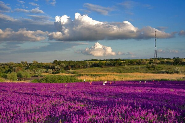 Сила геолокации: цветущее поле под Одессой истоптали ради фотосессий  фото 2