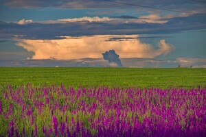Сила геолокации: цветущее поле под Одессой истоптали ради фотосессий  фото 3