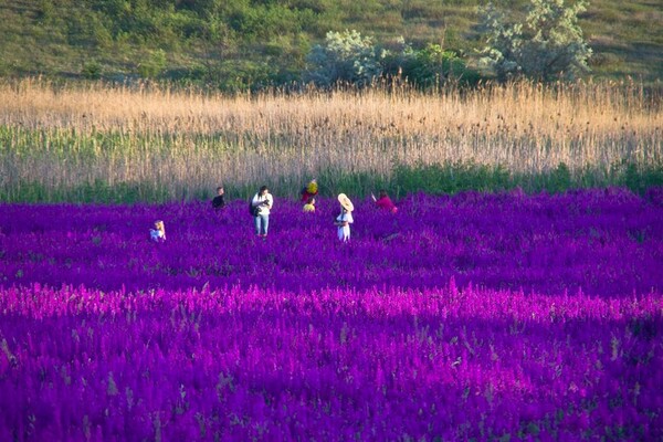 Сила геолокации: цветущее поле под Одессой истоптали ради фотосессий  фото 6