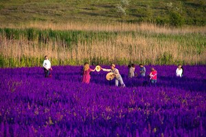 Сила геолокации: цветущее поле под Одессой истоптали ради фотосессий  фото 8