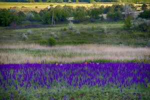 Сила геолокации: цветущее поле под Одессой истоптали ради фотосессий  фото 9
