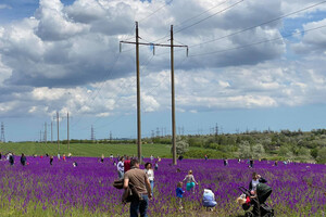 Сила геолокации: цветущее поле под Одессой истоптали ради фотосессий  фото 11