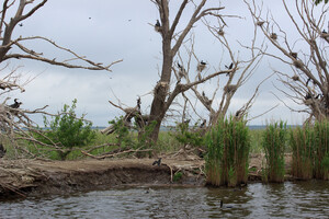 Сказочная природа: недалеко от Одессы находится удивительный &quot;Мертвый лес&quot; фото 4