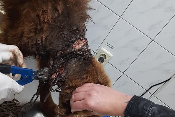 Под Одессой семья издевалась над собакой: ей в шею вросла цепь фото 1