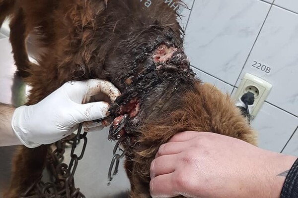 Под Одессой семья издевалась над собакой: ей в шею вросла цепь фото 2