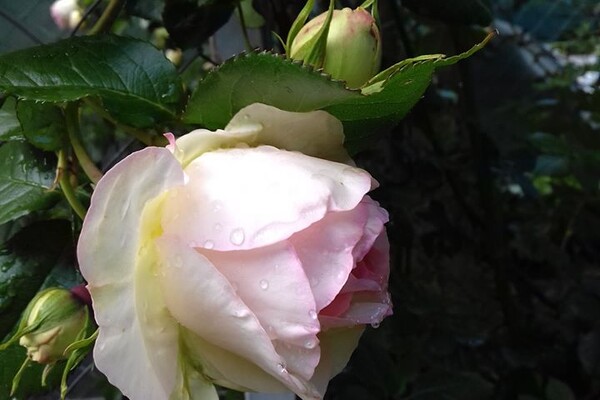 Любуемся: в одесском ботсаду цветет розарий  фото
