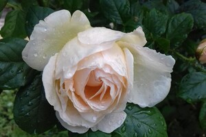 Любуемся: в одесском ботсаду цветет розарий  фото 1