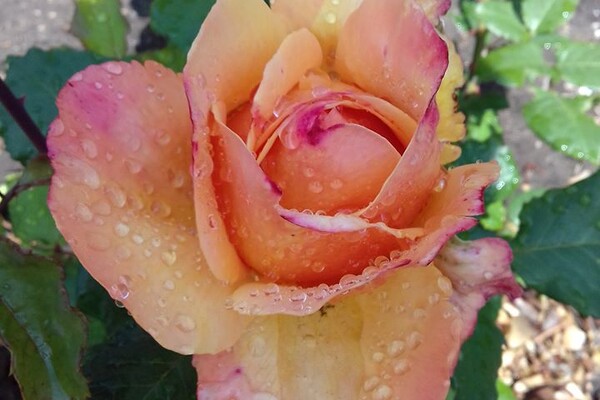 Любуемся: в одесском ботсаду цветет розарий  фото 2
