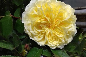 Любуемся: в одесском ботсаду цветет розарий  фото 3