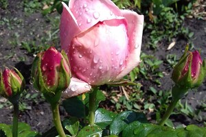 Любуемся: в одесском ботсаду цветет розарий  фото 6