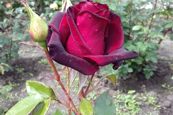 Любуемся: в одесском ботсаду цветет розарий  фото 7