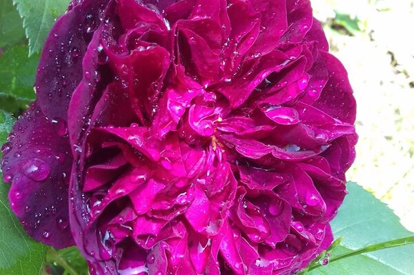 Любуемся: в одесском ботсаду цветет розарий  фото 9