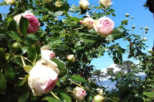 Любуемся: в одесском ботсаду цветет розарий  фото 11