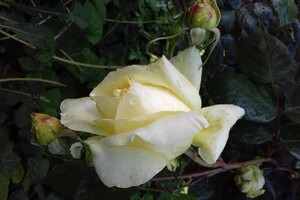 Любуемся: в одесском ботсаду цветет розарий  фото 14