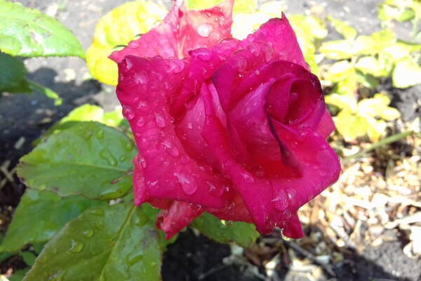 Любуемся: в одесском ботсаду цветет розарий  фото 15
