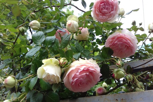 Любуемся: в одесском ботсаду цветет розарий  фото 16