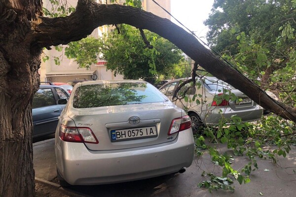 И это без ветра: на Пишоновской рухнула часть дерева фото