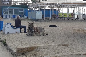В Лузановке на пляже заметили ослика: его выгуливал пьяный хозяин фото 2