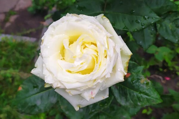 Невероятный запах и десятки фотолокаций: как в Одессе цветут розы фото