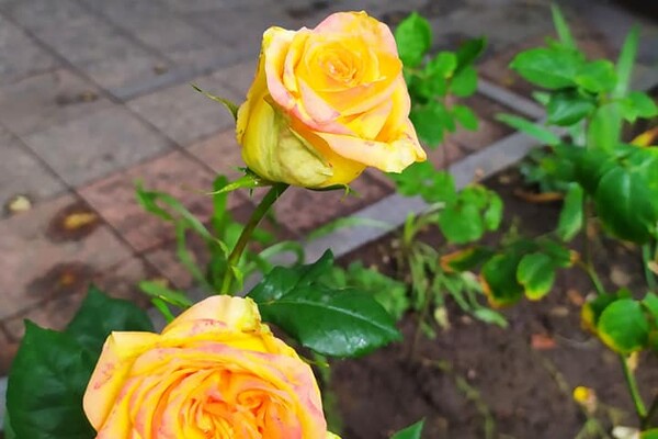 Невероятный запах и десятки фотолокаций: как в Одессе цветут розы фото 1