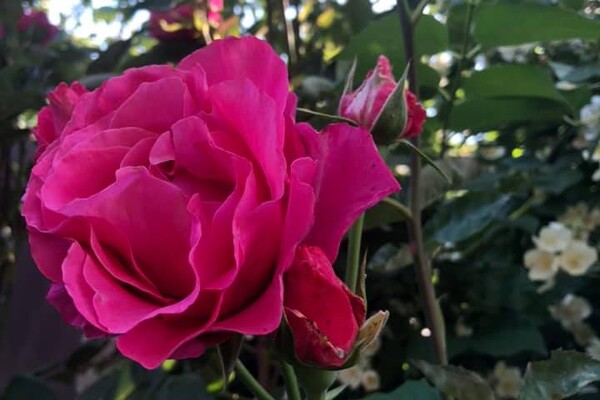 Невероятный запах и десятки фотолокаций: как в Одессе цветут розы фото 2