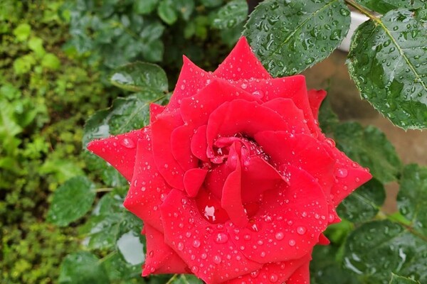 Невероятный запах и десятки фотолокаций: как в Одессе цветут розы фото 9