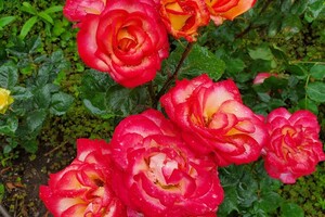 Невероятный запах и десятки фотолокаций: как в Одессе цветут розы фото 10