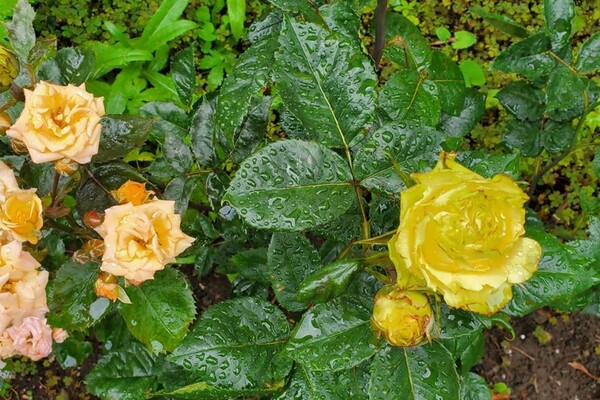 Невероятный запах и десятки фотолокаций: как в Одессе цветут розы фото 11