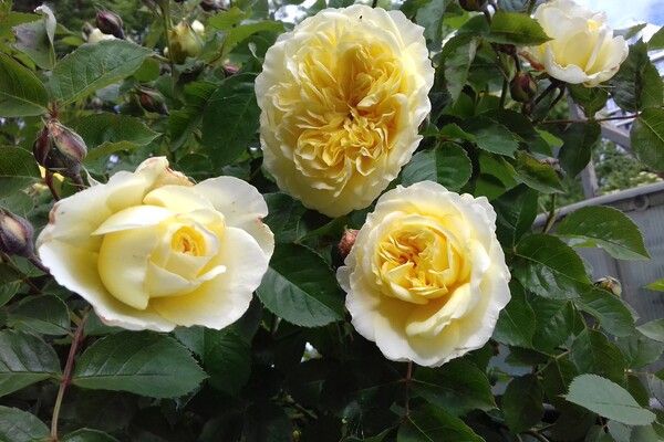Невероятный запах и десятки фотолокаций: как в Одессе цветут розы фото 12