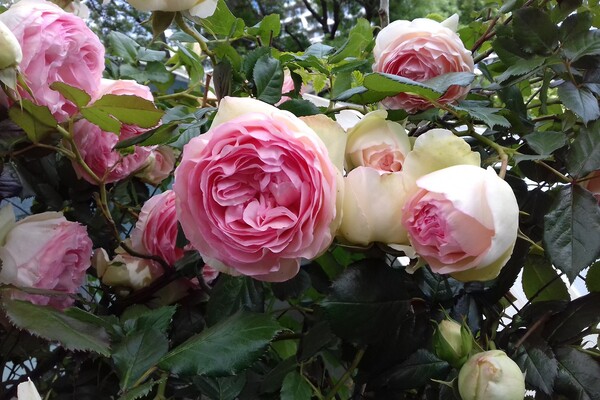 Невероятный запах и десятки фотолокаций: как в Одессе цветут розы фото 13
