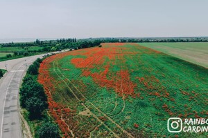 Забыли убрать: из макового поля под Одессой сделали свалку фото