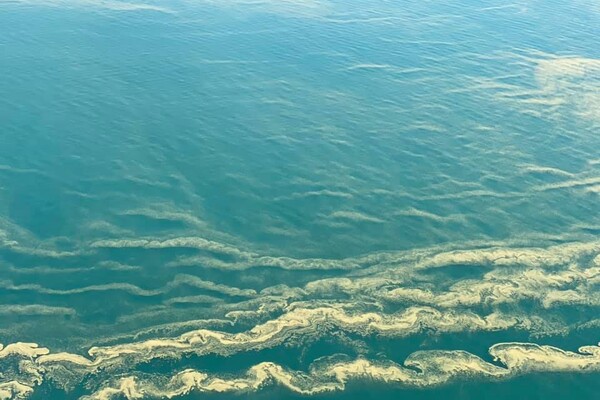 Опасно: цветущее одесское море показали с высоты фото 1