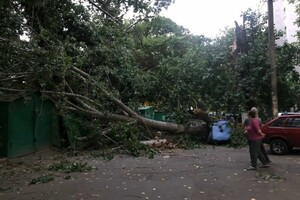 Из-за сильного ветра в Одессе упали 111 деревьев: пострадали два человека (обновлено) фото 3