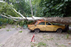 Из-за сильного ветра в Одессе упали 111 деревьев: пострадали два человека (обновлено) фото 4