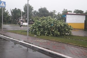 Из-за сильного ветра в Одессе упали 111 деревьев: пострадали два человека (обновлено) фото 5