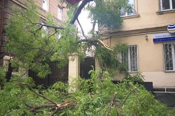 Из-за сильного ветра в Одессе упали 111 деревьев: пострадали два человека (обновлено) фото 1