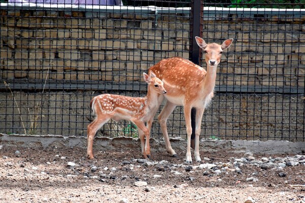 Крошка: смотри, какая лань родилась в Одесском зоопарке фото