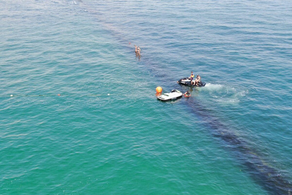 Вышли в открытое море: дельфинов спасли из ловушки на одесском пляже  фото
