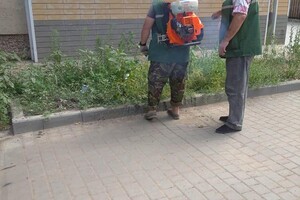 Сообщай адреса: в Одессе специалисты выезжают уничтожать амброзию фото