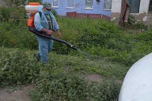 Сообщай адреса: в Одессе специалисты выезжают уничтожать амброзию фото 2