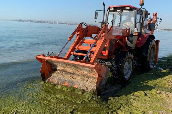 Вторая чистка: с одесского пляжа вывезли 16 грузовиков гниющих водорослей  фото