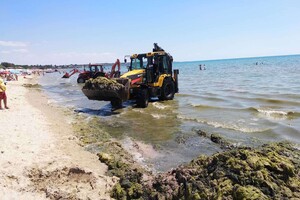 Вторая чистка: с одесского пляжа вывезли 16 грузовиков гниющих водорослей  фото 1