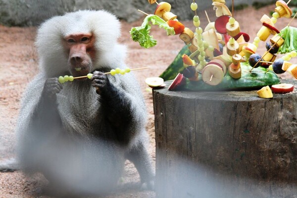 Праздник в одесском зоопарке: как кормят енотов и павианов фото