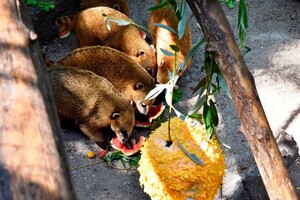 Праздник в одесском зоопарке: как кормят енотов и павианов фото 1