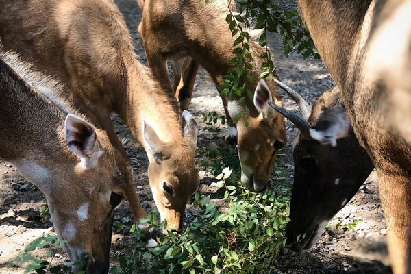 Праздник в одесском зоопарке: как кормят енотов и павианов фото 2
