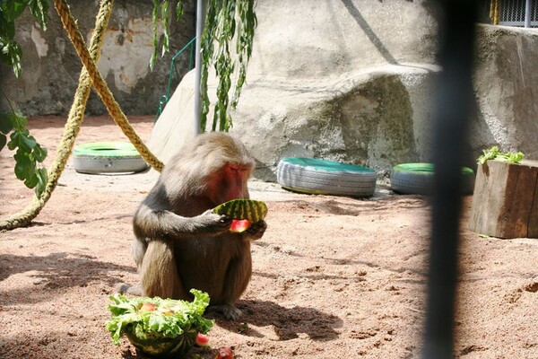Праздник в одесском зоопарке: как кормят енотов и павианов фото 4