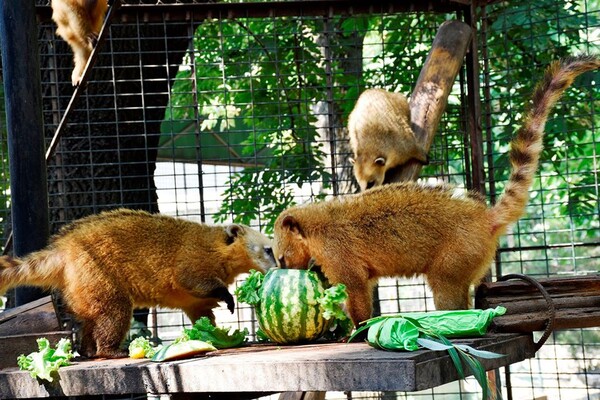 Праздник в одесском зоопарке: как кормят енотов и павианов фото 5